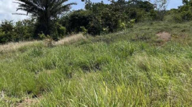 Comprei (PGFN): Imóvel rural, com 28,9424 hectares, denominado de Fazenda Alvorada, localizado no Cônego de Galante, Encruzilhada - BA