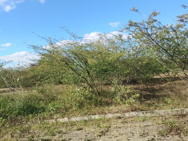 Lote Nº 72, Quadra "c" - Parque Progresso, localizado em Feira De Santana - BA, bairro Asa Branca