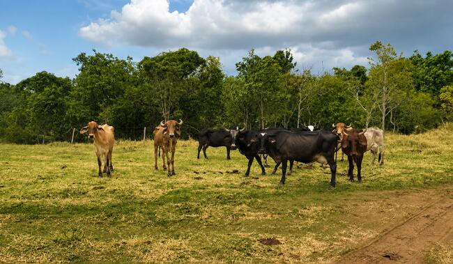 9 VACAS MESTIÇAS