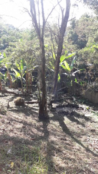 LOTE 0001 — foto 2