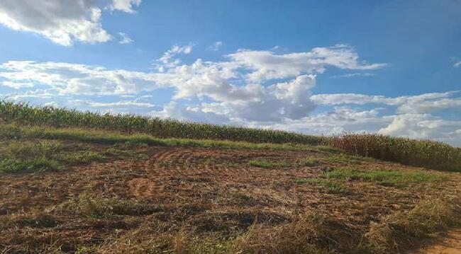 Imóvel C/ 921,16 Ha Em Sorriso/mt, localizado em Sorriso - MT