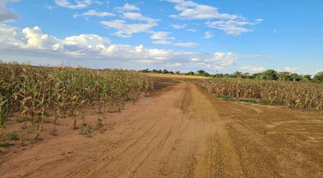 Imóvel C/ 921,16 Ha Em Sorriso/mt, localizado em Sorriso - MT