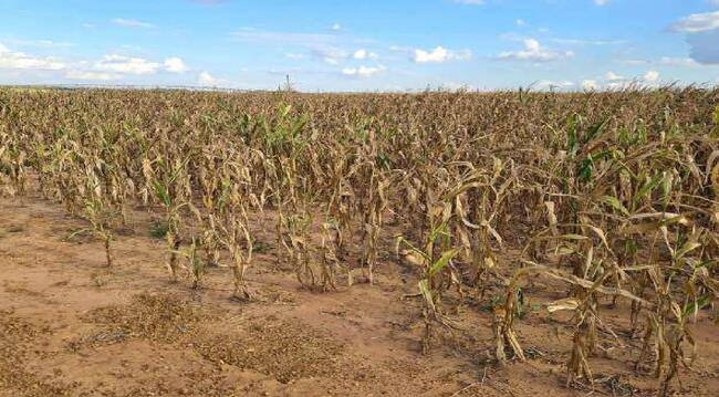 Imóvel C/ 921,16 Ha Em Sorriso/mt, localizado em Sorriso - MT