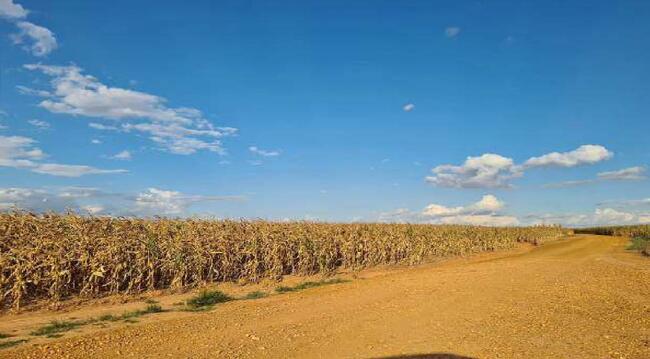 Imóvel C/ 921,16 Ha Em Sorriso/mt, localizado em Sorriso - MT