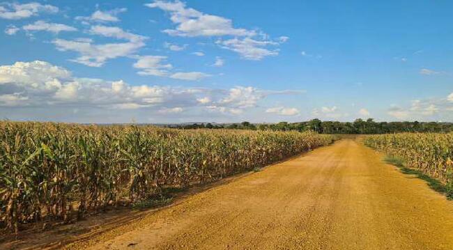 Imóvel C/ 921,16 Ha Em Sorriso/mt, localizado em Sorriso - MT