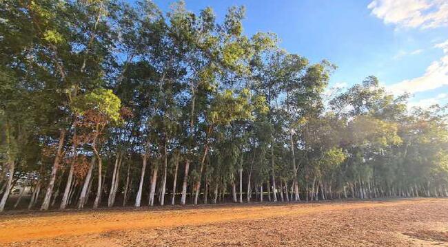 Imóvel C/ 921,16 Ha Em Sorriso/mt, localizado em Sorriso - MT