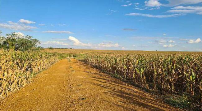 Imóvel C/ 921,16 Ha Em Sorriso/mt, localizado em Sorriso - MT