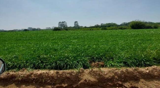 Imóvel C/ 4,65 Alq. Em Carambeí/pr, localizado em Carambeí - PR