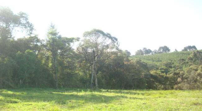 50% De Um Imóvel C/ 3,4125 Alq. Em Coronel Domingos Soares/pr, localizado em Coronel Domingos Soares - PR