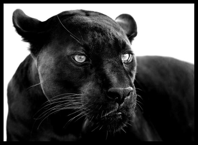 Fine Art / Black Jaguar - Fotográfo Joaquim Nabuco