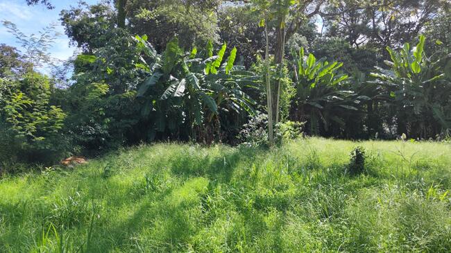 Casa no Jardim Tropical (foto 17 de 18)