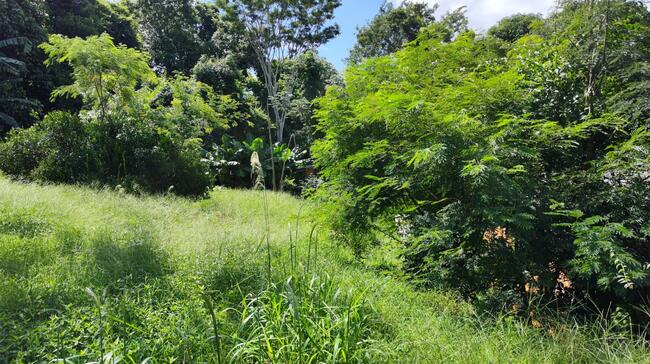 Casa no Jardim Tropical (foto 18 de 18)
