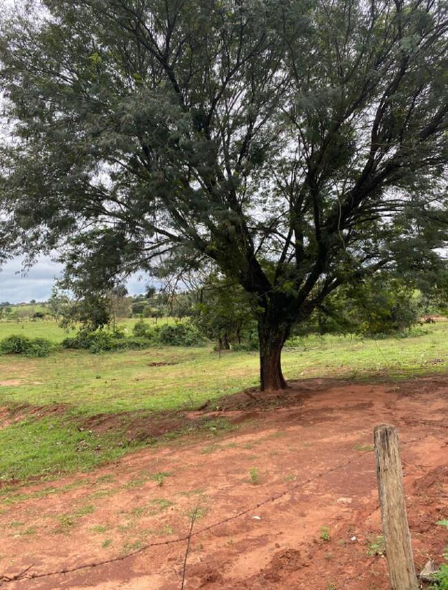 Imóvbel Rural Em Pérola/pr, localizado em Pérola - PR
