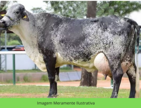 50 VACAS GIROLANDAS + 02 TOUROS REPRODUTORES EM CUNHA
