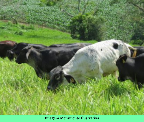 15 vacas GIROLANDA EM AVARÉ