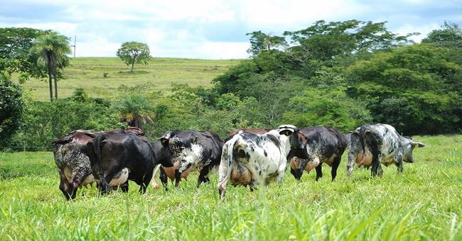 Vaca Girolando Mestiço