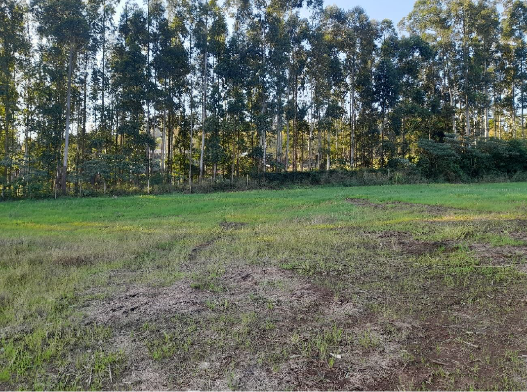 Capa do leilão ID 4306