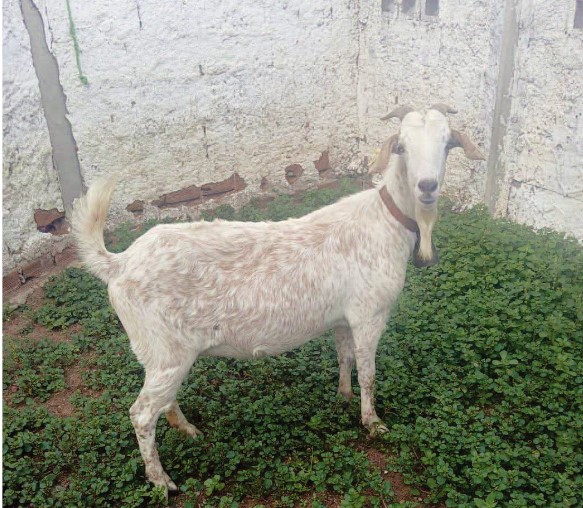 01 VACA LEITEIRA GIROLANDA , 02 CABRAS MESTIÇAS DE BOER COM ANGLO-NUBIANO, 4 OVELHAS DOPER - leilão judicial - Não informado PB - lance mínimo R$ 5.600