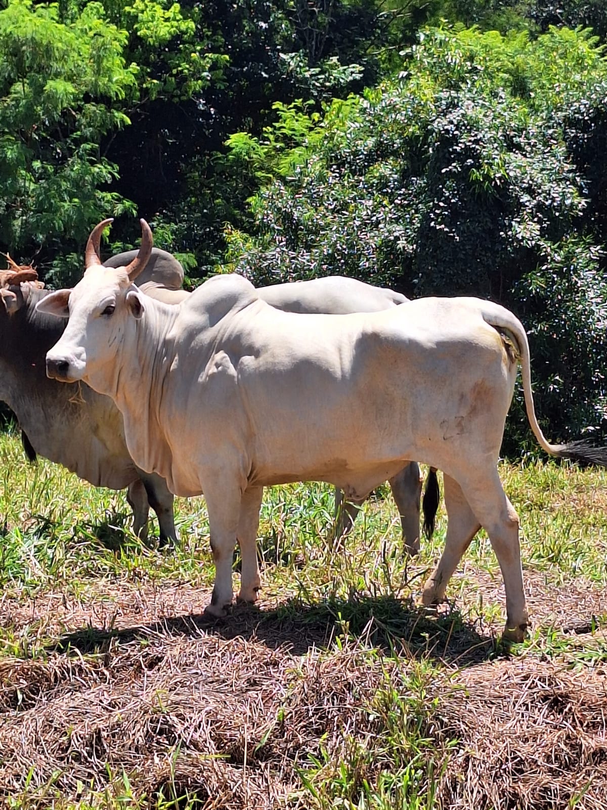 Capa do leilão ID 88