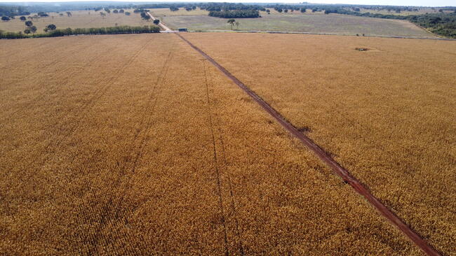 VENDA DIRETA de área rural de 30 (trinta) hectares no km 15 às margens da Rodovia MS-040