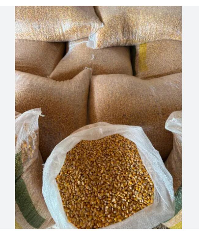 400 SACAS DE MILHO | 60 KG CADA | CENTRO | GRAJAÚ/MA