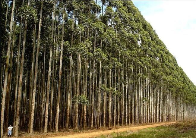 IMÓVEL RURAL | APROX 04.84.00 HA | PLANTAÇÃO DE EUCALIPTO | DURANDÉ/MG - Possibilidade de Parcelamento