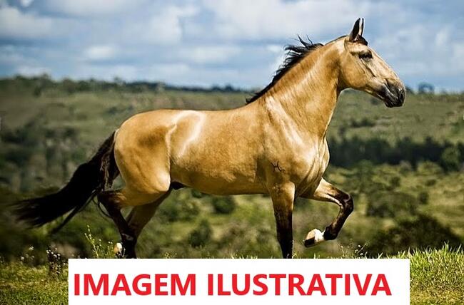 03 CAVALOS CAMPOLINA + 01 CAVALO MANGALARGA