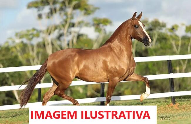 04 ÉGUAS MANGALARGA MARCHADOR + 01 BURRO ALAZAM