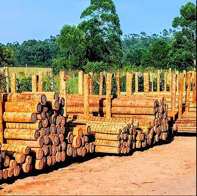 APROXIMADAMENTE 3.135 MOURÕES DE EUCALIPTO TRATADO COM DIVERSAS MEDIDAS