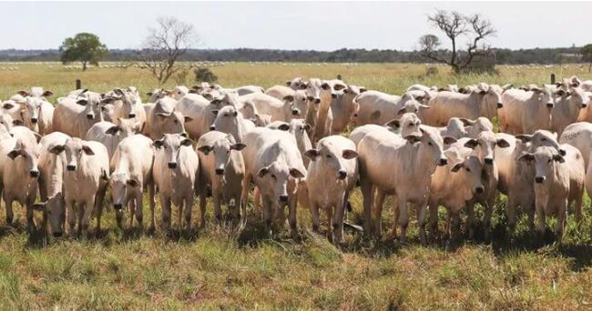 80 NOVILHOS BOVINOS DA RAÇA "NELORE" | BRANCOS | 28 MESES DE IDADE