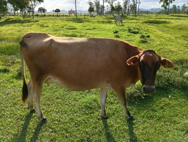 VACA MESTIÇA (JERSEY E HOLANDESA)