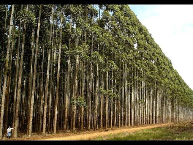 04.84.00 HA PLANTAÇÃO DE EUCALIPTO I DURANDÉ/MG