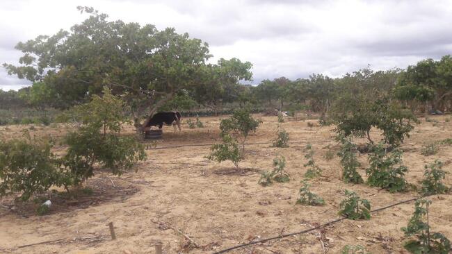 Uma Parte De Terra Localizada No Sitio Montevidéu, Zona Rural Do Município De Nova Floresta-pb, Medindo 01 Hectare, Distante Aproximadamente 1,1km Da Zona Urbana, localizado em Nova Floresta - PB