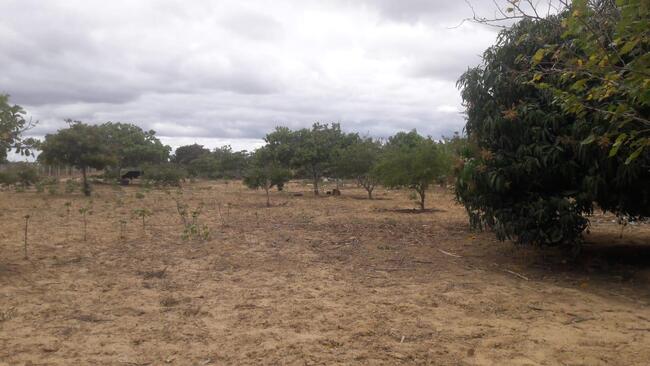 Uma Parte De Terra Localizada No Sitio Montevidéu, Zona Rural Do Município De Nova Floresta-pb, Medindo 01 Hectare, Distante Aproximadamente 1,1km Da Zona Urbana, localizado em Nova Floresta - PB
