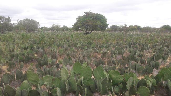 Uma Parte De Terra Localizada No Sitio Montevidéu, Zona Rural Do Município De Nova Floresta-pb, Medindo 01 Hectare, Distante Aproximadamente 1,1km Da Zona Urbana, localizado em Nova Floresta - PB