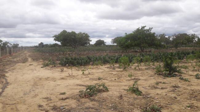 Uma Parte De Terra Localizada No Sitio Montevidéu, Zona Rural Do Município De Nova Floresta-pb, Medindo 01 Hectare, Distante Aproximadamente 1,1km Da Zona Urbana, localizado em Nova Floresta - PB