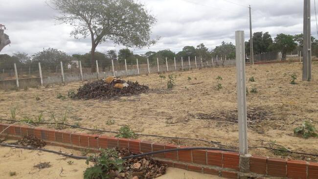 Uma Parte De Terra Localizada No Sitio Montevidéu, Zona Rural Do Município De Nova Floresta-pb, Medindo 01 Hectare, Distante Aproximadamente 1,1km Da Zona Urbana, localizado em Nova Floresta - PB