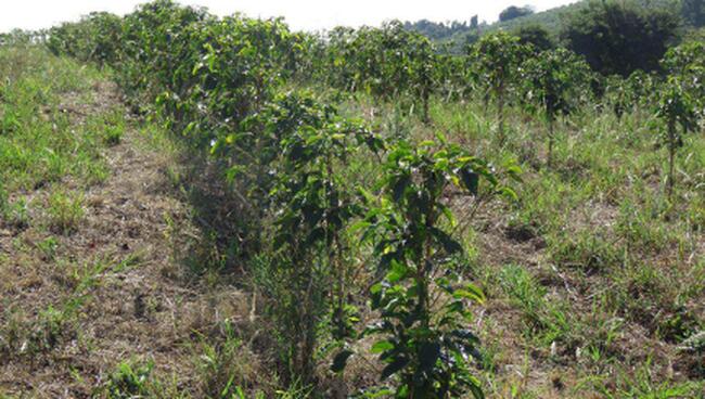 Gleba De Terras - Área De 3,63 00 Hás - Varginha/mg, localizado em Varginha - MG