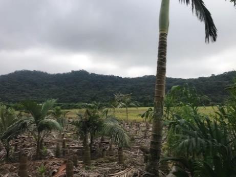Terreno no Monte Crista (foto 8 de 15)