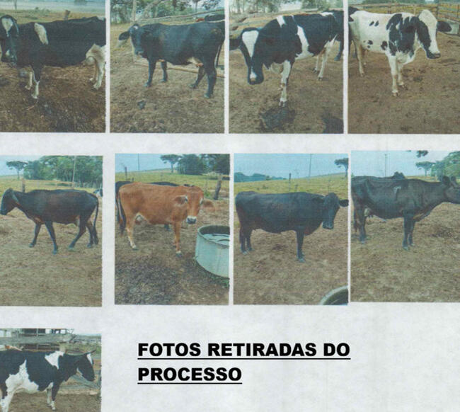 PROCESSO Nº 5010258-75.2024.8.13.0625 09 VACAS LEITEIRAS MESTIÇAS/CRUZADAS