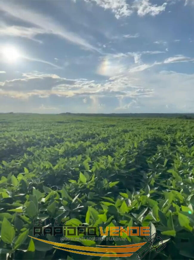Fazenda sto. antônio, com área total de 471,77 - terra mecanízável, com plantio no oitavo ano consecutivo - localizada no município de bom jesus do to