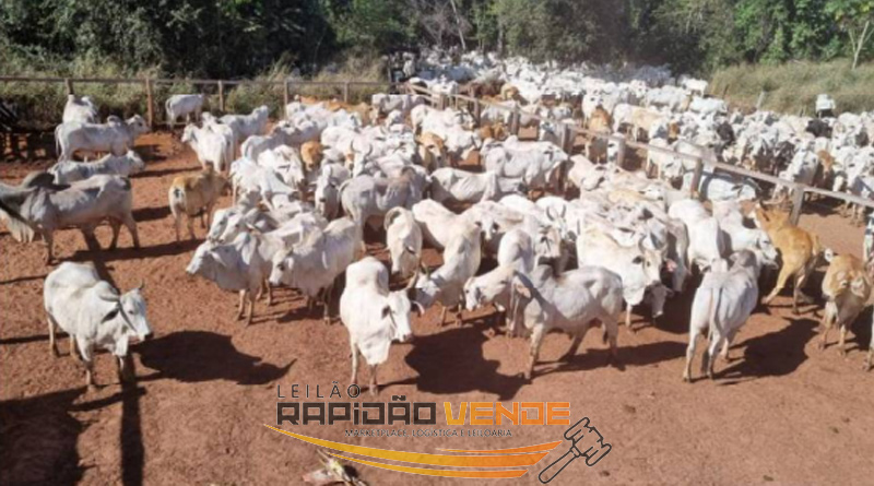 Capa do leilão ID 104