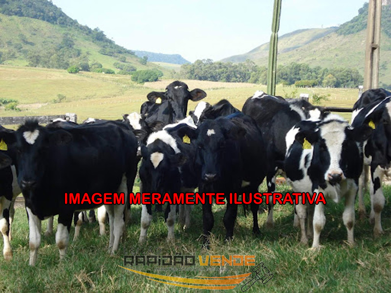 Capa do leilão ID 118