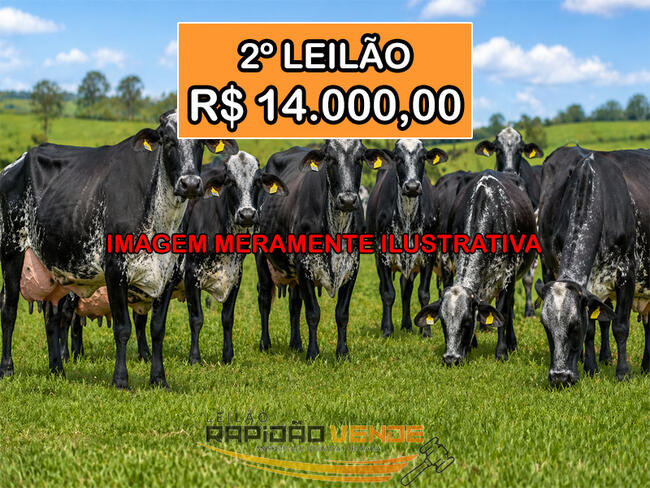 ******** LELÃO 2376 ******** 1º VC. DE AUGUSTINÓPOLIS-TO 07 VACAS DE APTIDÃO LEITEIRA GIROLANDO. LOCALIZADO NO MUNICÍPIO DE BURITI DO TOCANTINS/TO. ****PAGAMENTO A VISTA**** NÃO PERCA, CADASTRE-SE **R$ 14.000,00  NO 2º LEILÃO**
