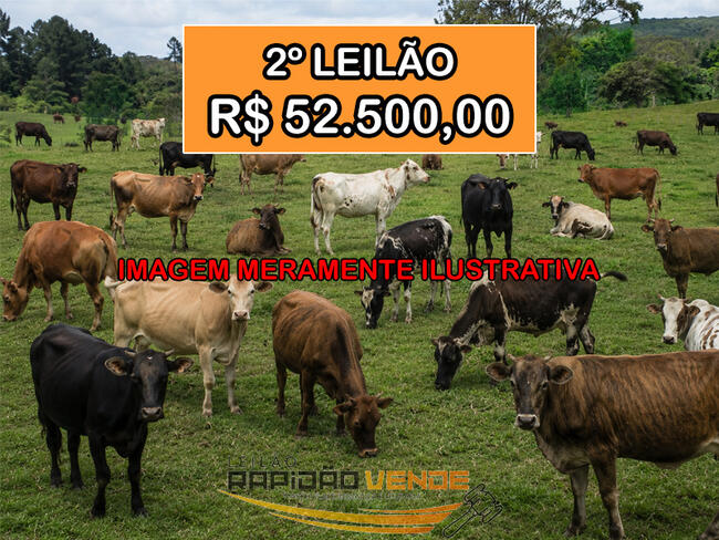 ******* LELÃO 19104 ******* 1ª ECV DE WANDERLÂNDIA-TO. 33 VACAS, 01 E UM TOURO. LOCALIZADO NO MUNICÍPIO DE WANDERLÂNDIA/TO. ****PAGAMENTO A VISTA**** NÃO PERCA, CADASTRE-SE **R$ 52.500,00  NO 2º LEILÃO**