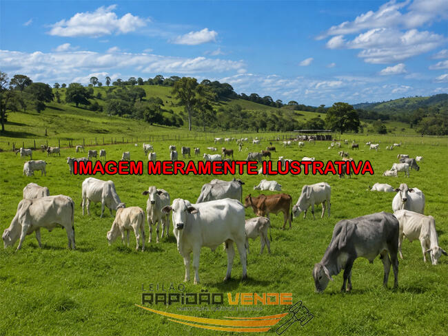 ******** LEILÃO 2384 ******** 1ª ECV DE MIRANORTE/TO. FAZENDA COM XXX HECTARES. LOCALIZADA NA CIDADE DE DOIS IRMÃOS-TO.  **PAGAMENTO PARCELADO**  ENTRADA DE 25% + 30 PARCELAS MENSAIS. *R$X.XXX.XXX,XX  NO 2º LEILÃO*