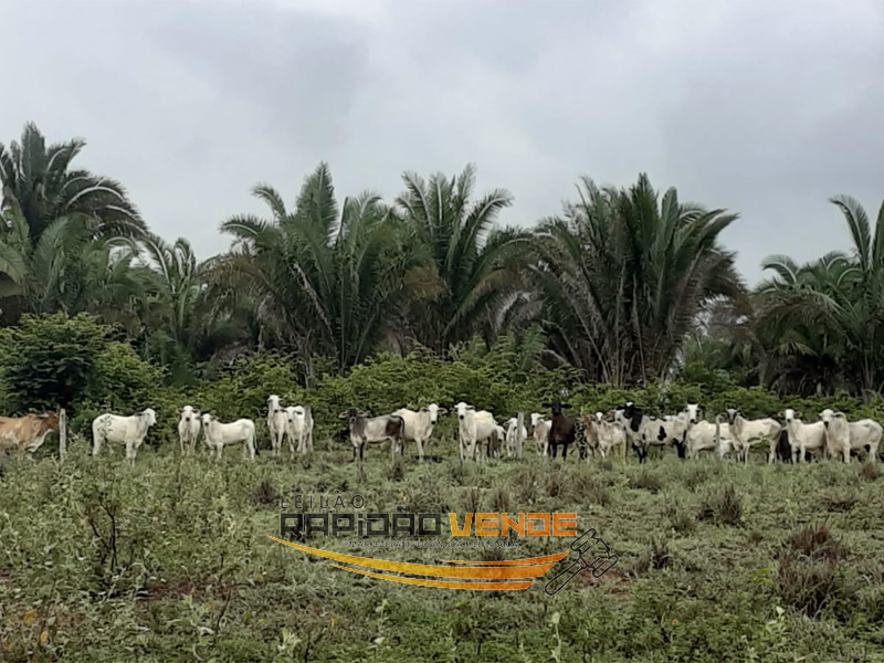 Capa do leilão ID 78