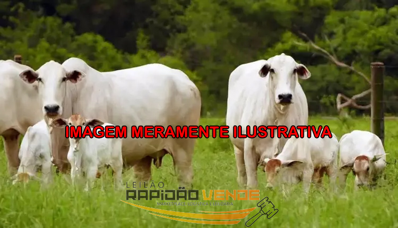 Capa do leilão ID 79