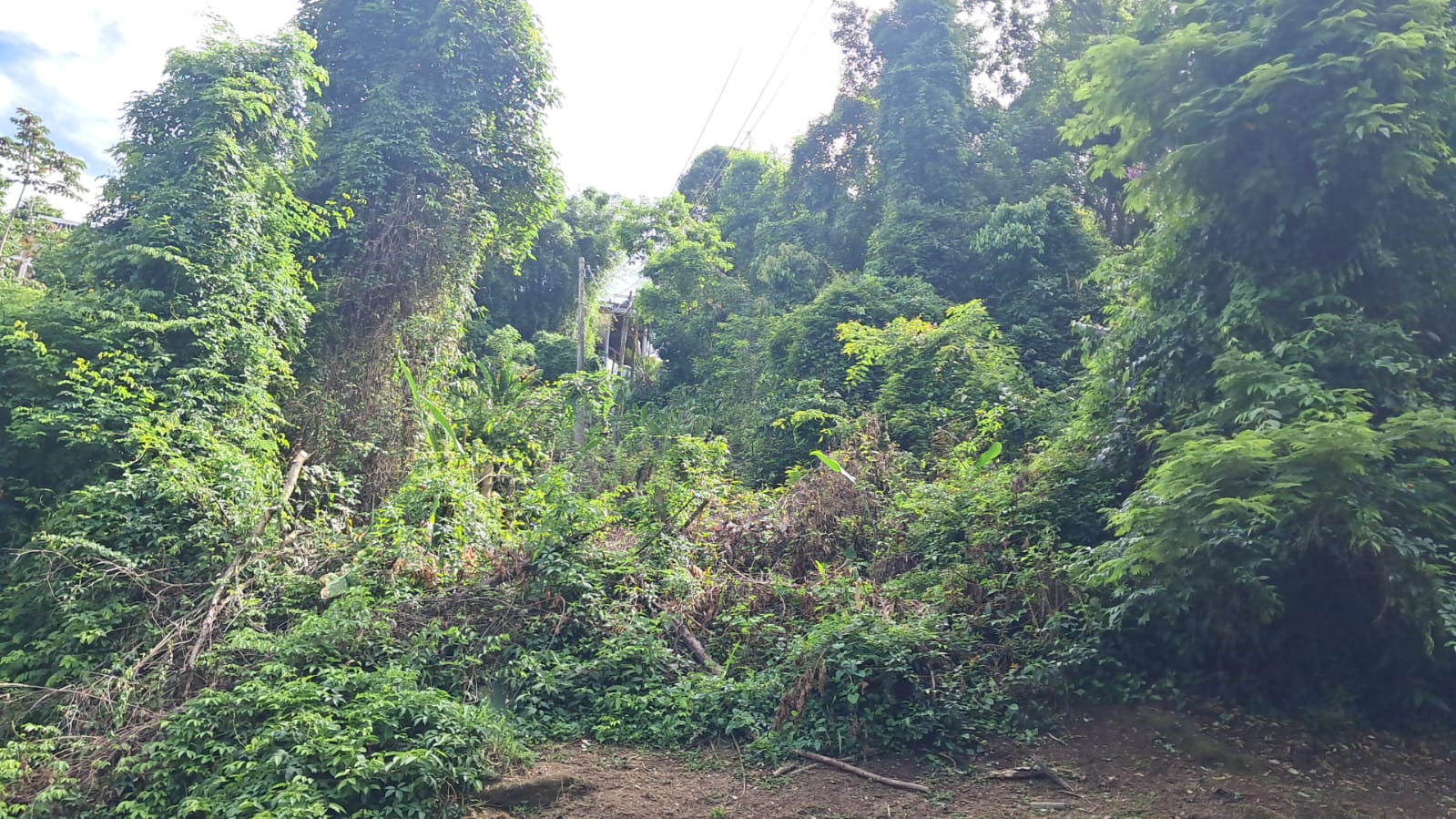 Capa do leilão ID 801