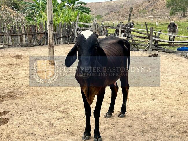 Vara Única de Ecoporanga - VENDA DIRETA